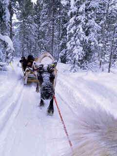 Fahrt mit dem Rentierschlitten 
Fotos: Gabriela Bora