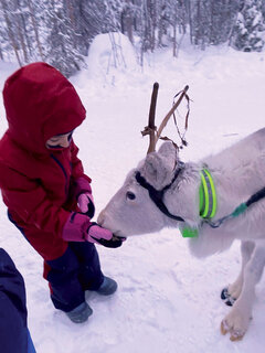 Kinder können die Rentiere in Lappland sogar streicheln.