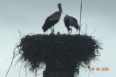 Vorher-Nachher-Bilder von dem abgestürzten Nest in der Färbergasse. Leider sind die beiden Jungstörche dabei umgekommen. Die Eltern haben das Nest inzwischen wieder neu gebaut.
Fotos: Cătălin Arsenie