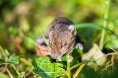 Hantaviren werden vor allem von Nagetieren wie Mäusen und Ratten, seltener auch von Fledermäusen und Maulwürfen, übertragen. Eine Infektion mit dem Hantavirus verläuft in Europa meist eher harmlos und nur sehr selten tödlich. In Amerika und Asien existieren deutlich gefährlichere Hantavirus-Typen. Einer davon ist das Andesvirus aus Amerika.
Symbolbilder: Pixabay